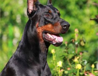 Доберман спас своего хозяина от ножевого удара ценой собственной жизни